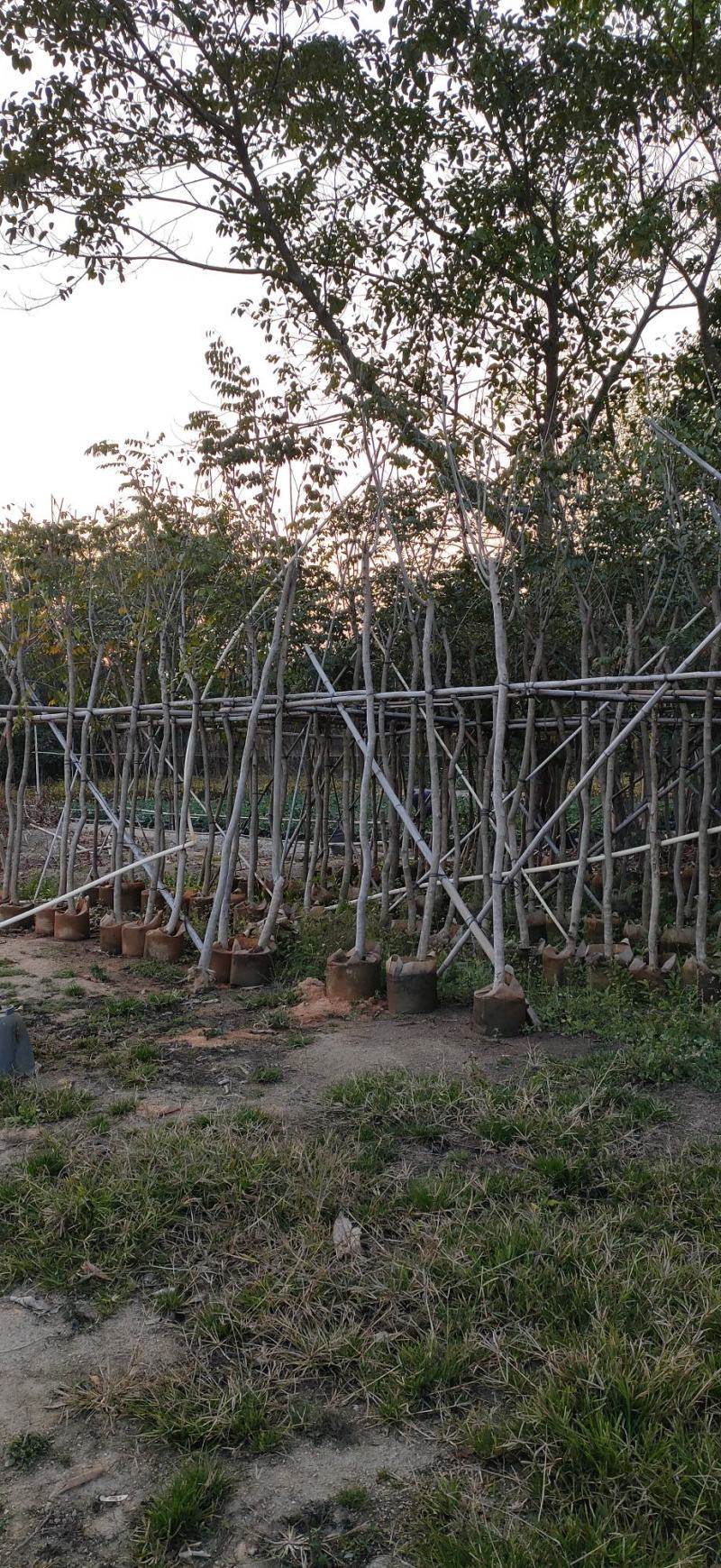 海南黄花梨4-10公分袋苗