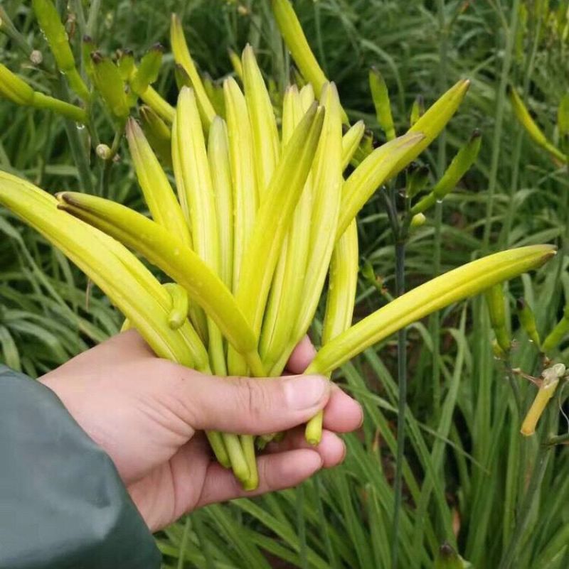 黄花菜种苗大同黄花菜种苗