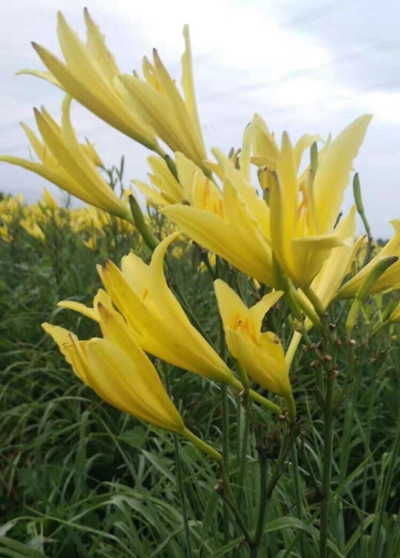 黄花菜种苗大同黄花菜种苗