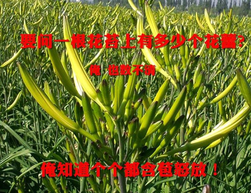 黄花菜种苗大同黄花菜种苗