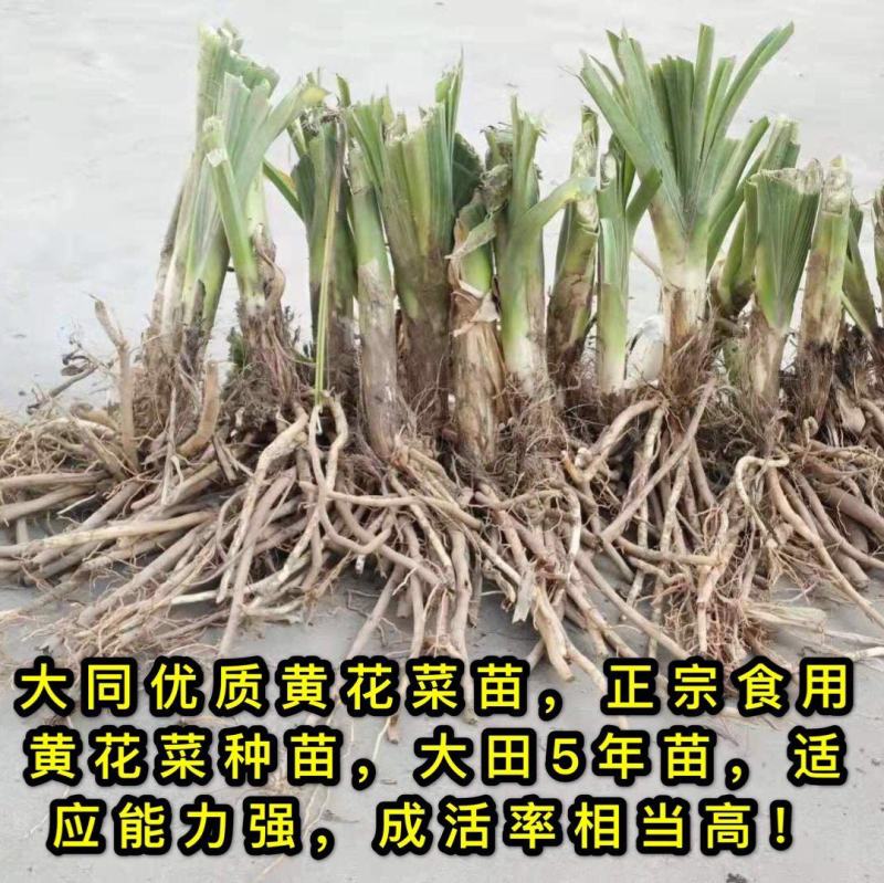 黄花菜种苗大同黄花菜种苗
