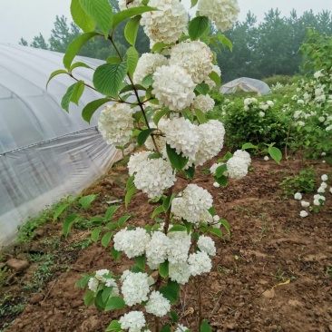 木绣球白马球木本绣球苗圃现挖欢迎考察