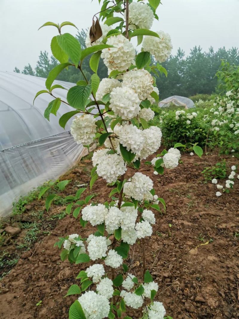 木绣球白马球木本绣球苗圃现挖欢迎考察