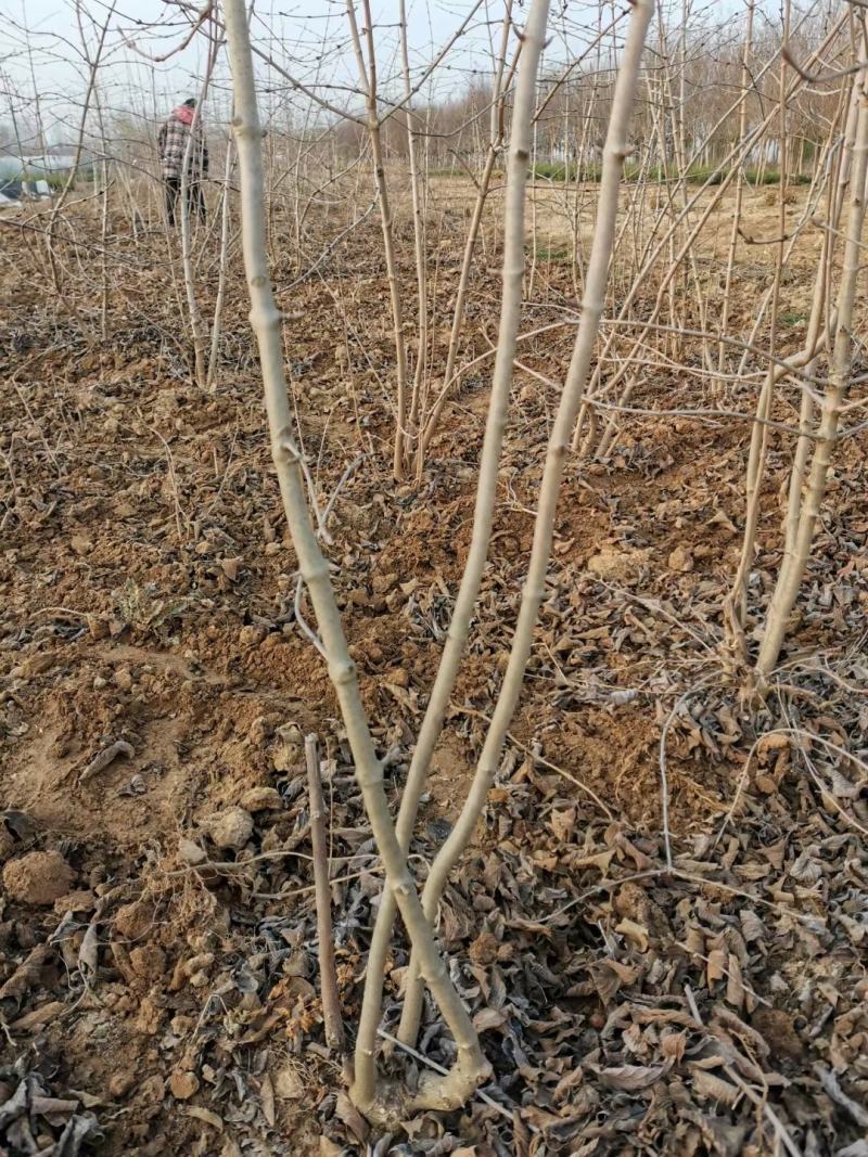 木绣球白马球木本绣球苗圃现挖欢迎考察