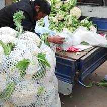 又白又大有机花菜（松花）