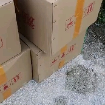 武鲳鱼苗，边鱼苗，三角纺鱼苗，支持到现场看货
