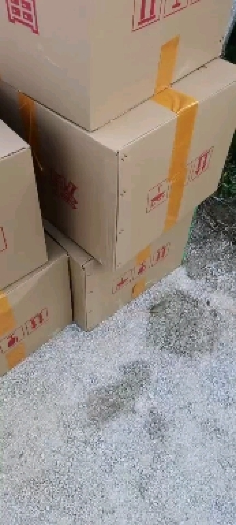 武鲳鱼苗，边鱼苗，三角纺鱼苗，支持到现场看货