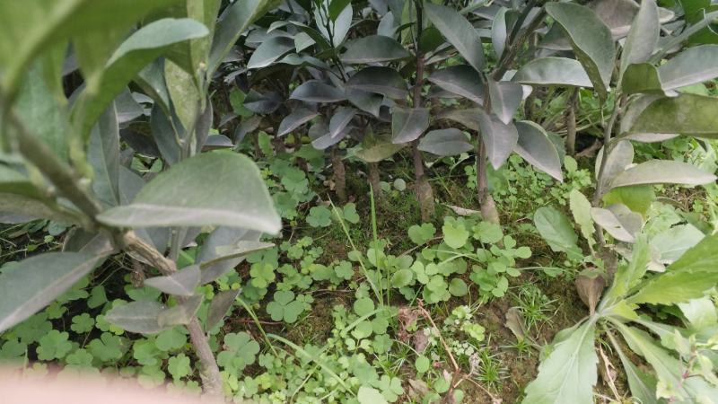冰糖橙、锦红、锦蜜、冰糖橙五号、怀蜜一号等优质苗