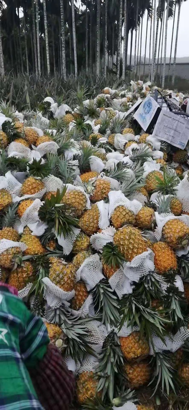 海南本地菠萝，大果，现摘现发，欢迎采购，量大，货源充足，