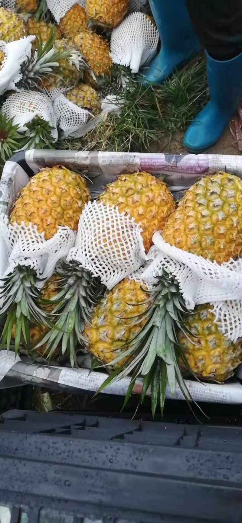 海南本地菠萝，大果，现摘现发，欢迎采购，量大，货源充足，