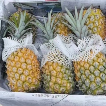 海南本地菠萝，大果，现摘现发，欢迎采购，量大，货源充足，