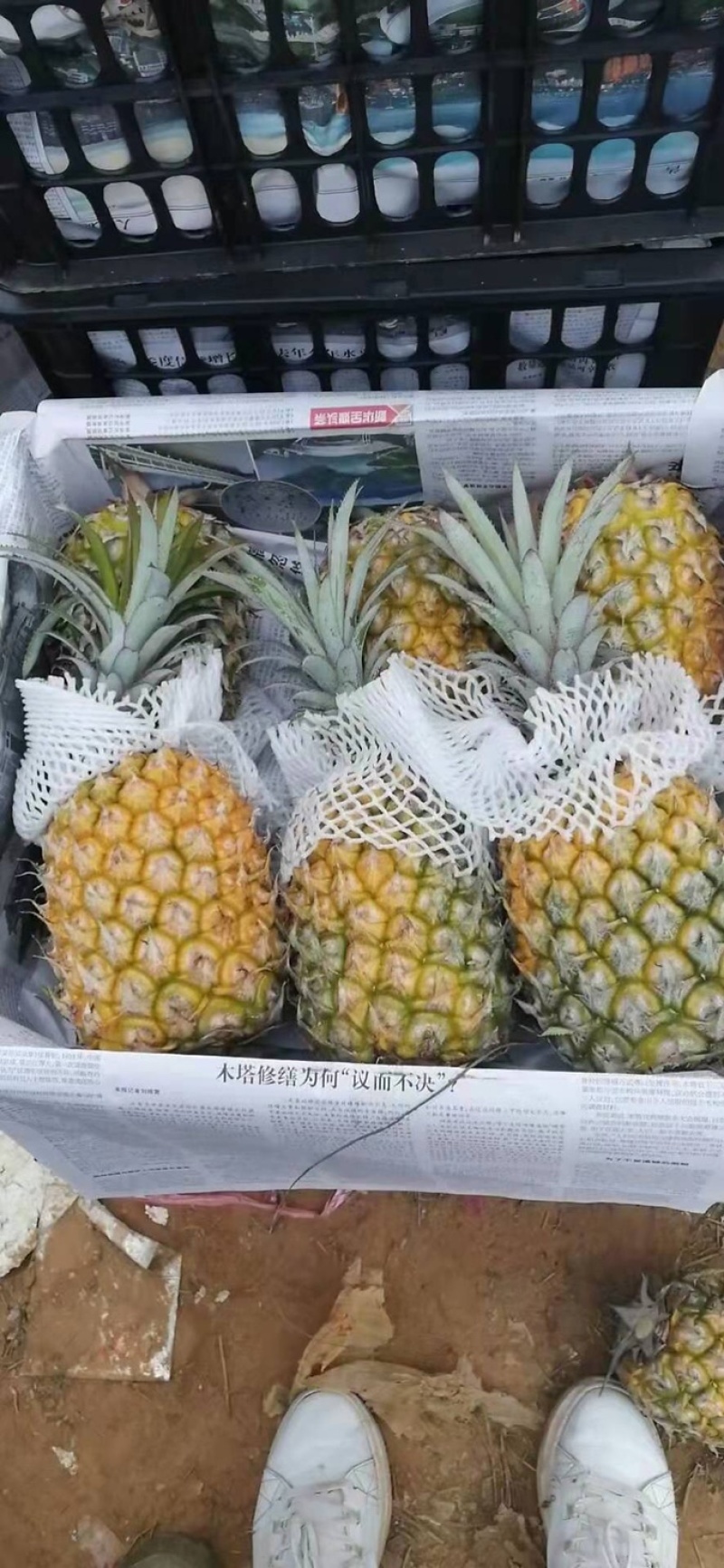 海南本地菠萝，大果，现摘现发，欢迎采购，量大，货源充足，