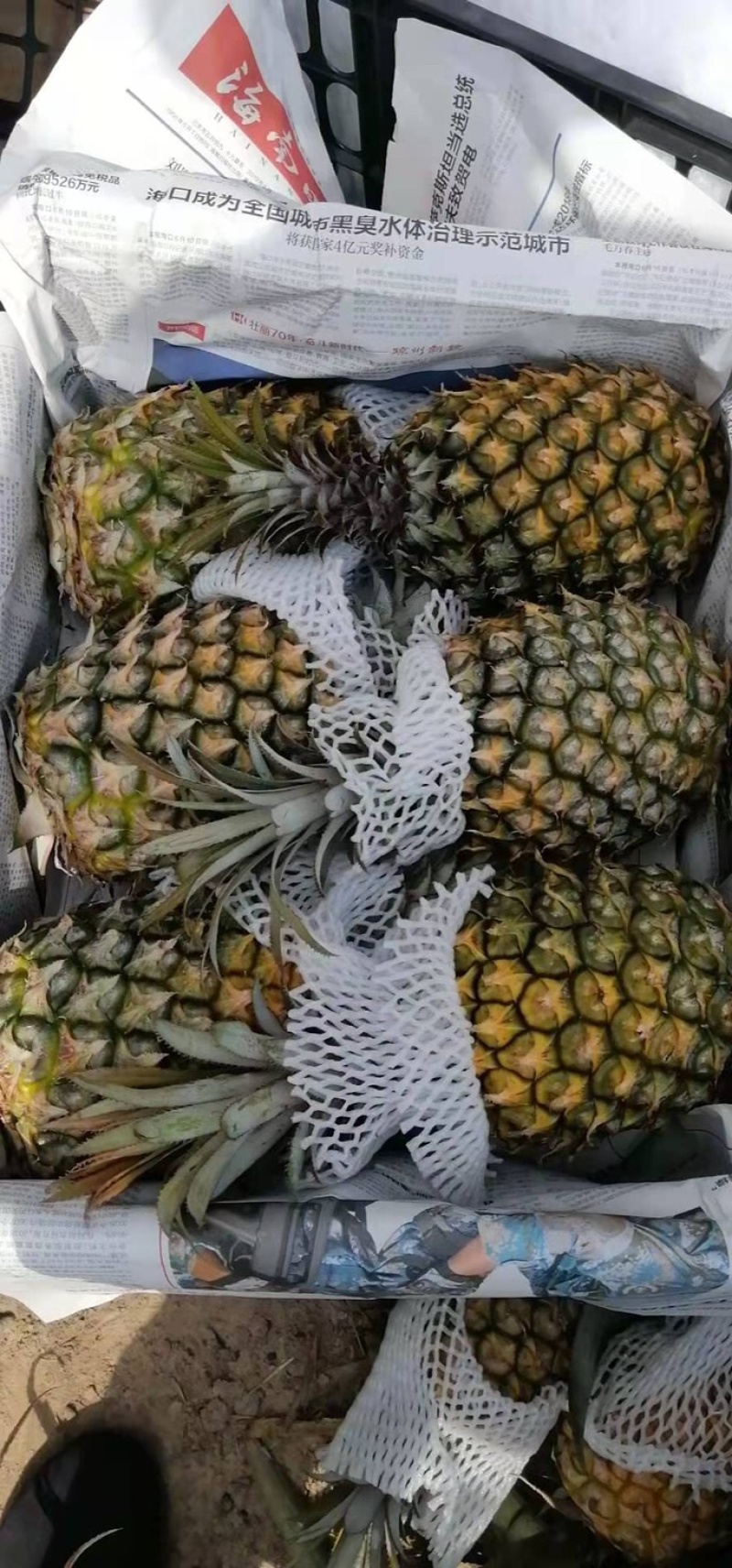 海南本地菠萝，大果，现摘现发，欢迎采购，量大，货源充足，