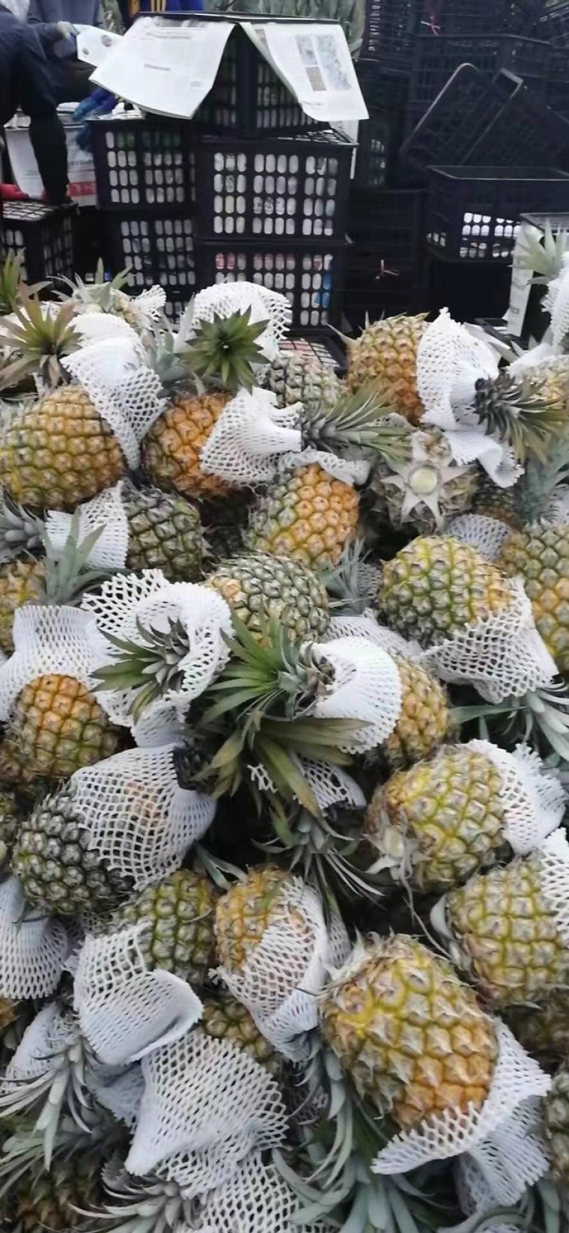 海南本地菠萝，大果，现摘现发，欢迎采购，量大，货源充足，