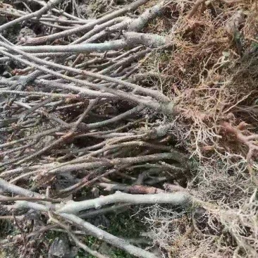 实生杨桃苗子精品杨桃苗子杨桃苗果树当年四季结果甜杨桃苗