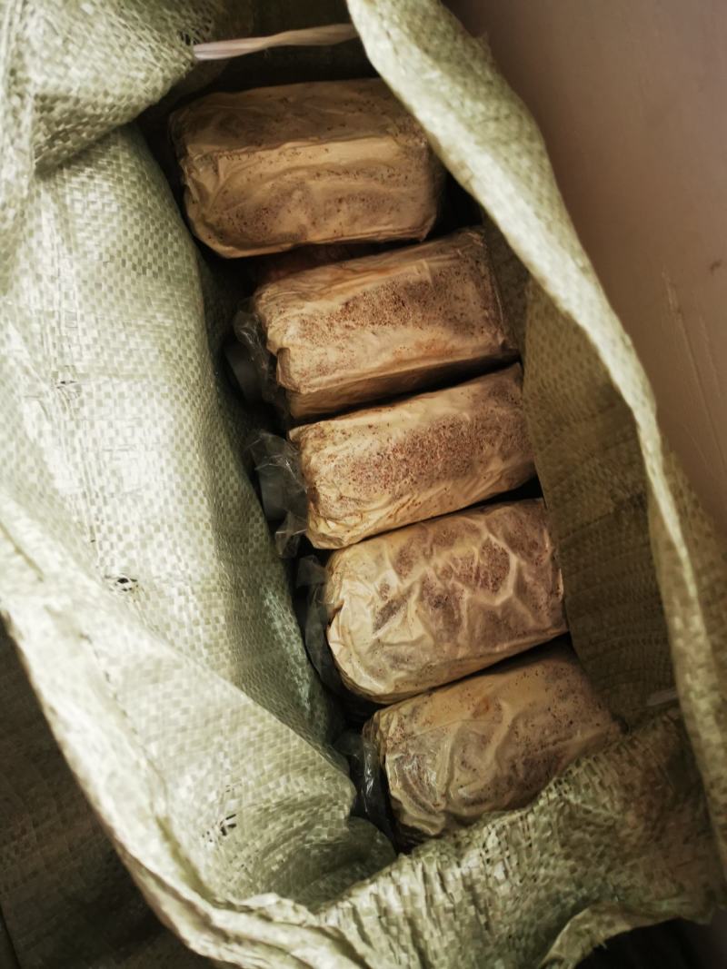 高产灵芝菌种大量有货，有需要的老板抓紧下单，不要错过季节