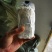 高产灵芝菌种大量有货，有需要的老板抓紧下单，不要错过季节