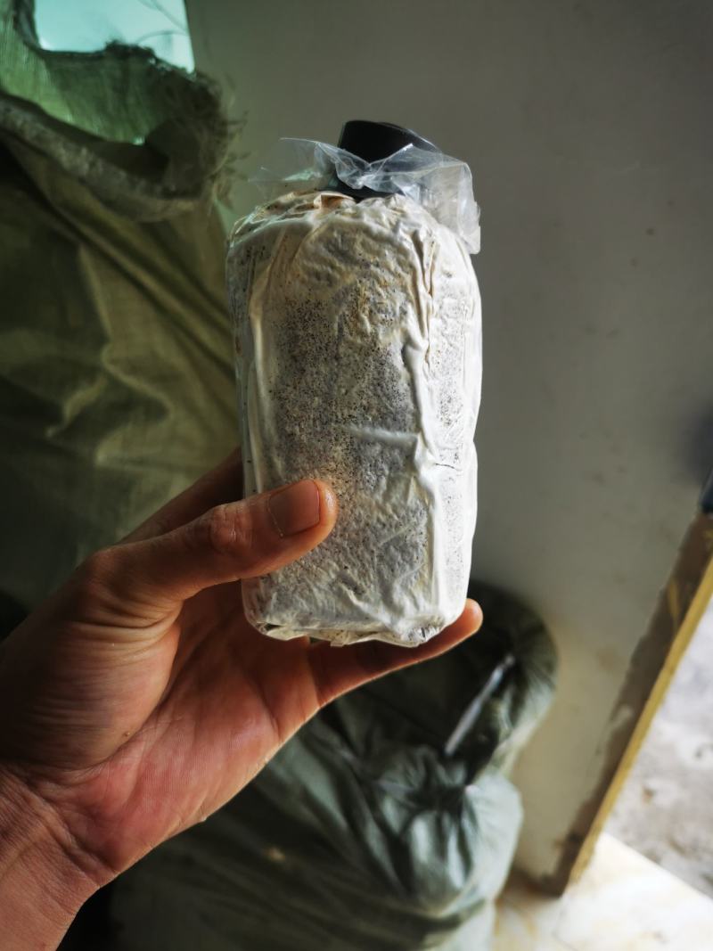 高产灵芝菌种大量有货，有需要的老板抓紧下单，不要错过季节