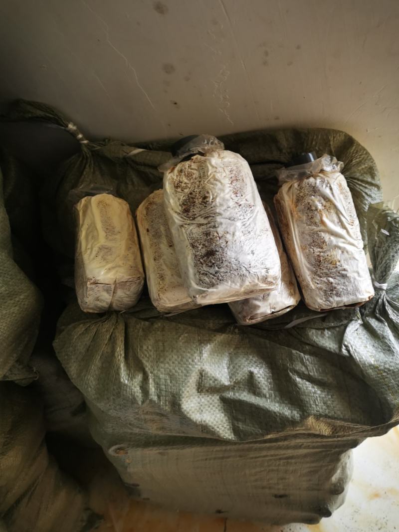 高产灵芝菌种大量有货，有需要的老板抓紧下单，不要错过季节