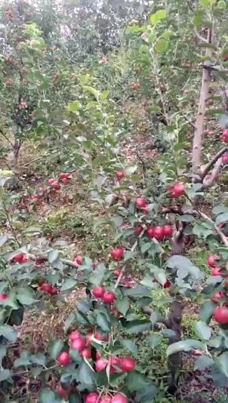 123苹果花红小苹果产地直销一手货源