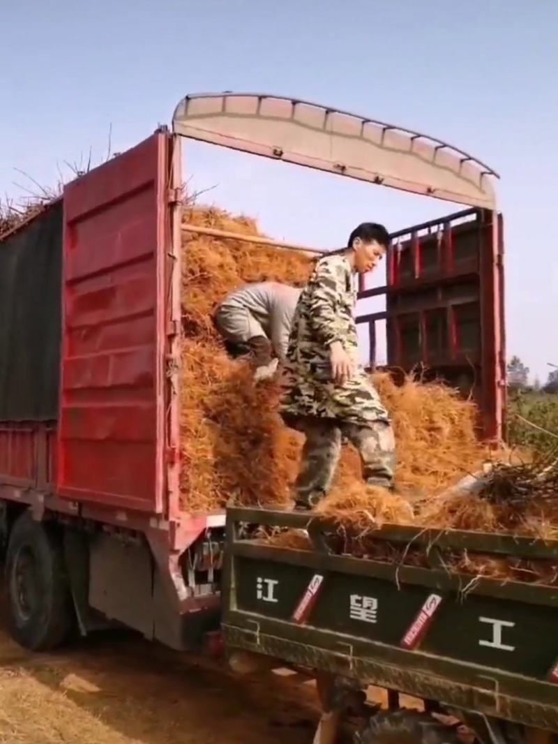 江西樟树中花吴茱萸扦插苗，苗子粗壮，根系发达。