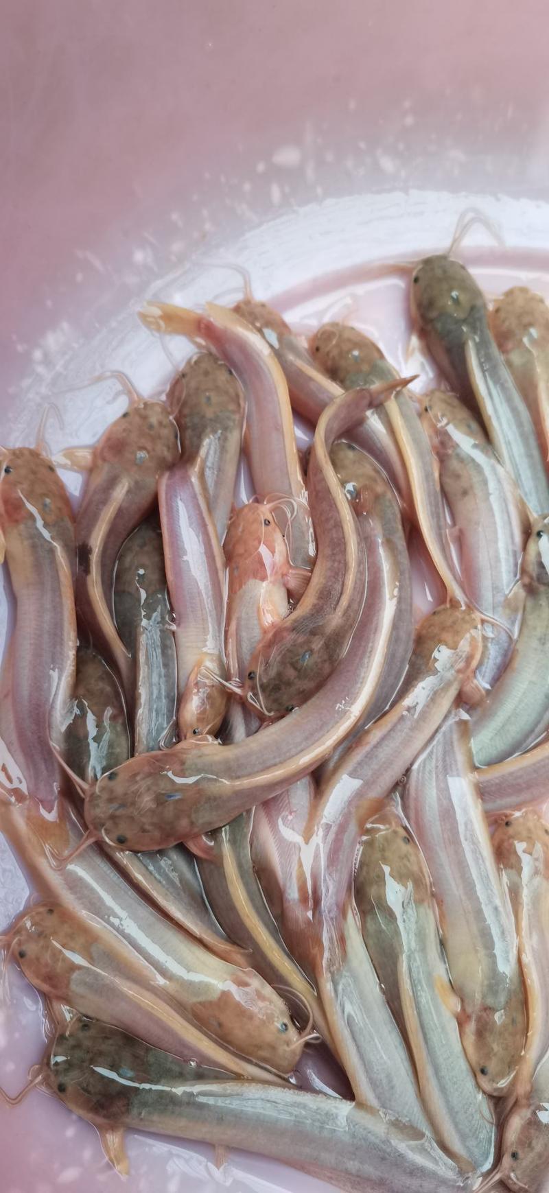 本地塘角鱼苗，杂交三黄塘鲺鱼苗养殖产量高量大从优包送。