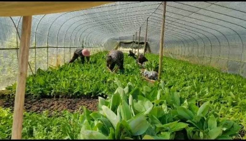 粉香蕉苗，抗病毒香蕉苗，苹果香蕉苗，巴西香蕉苗，粉蕉苗。