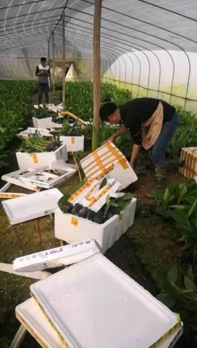 粉香蕉苗，抗病毒香蕉苗，苹果香蕉苗，巴西香蕉苗，粉蕉苗。