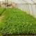 粉香蕉苗，抗病毒香蕉苗，苹果香蕉苗，巴西香蕉苗，粉蕉苗。