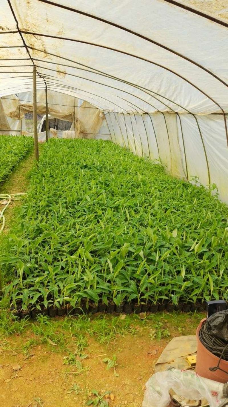 粉香蕉苗，抗病毒香蕉苗，苹果香蕉苗，巴西香蕉苗，粉蕉苗。