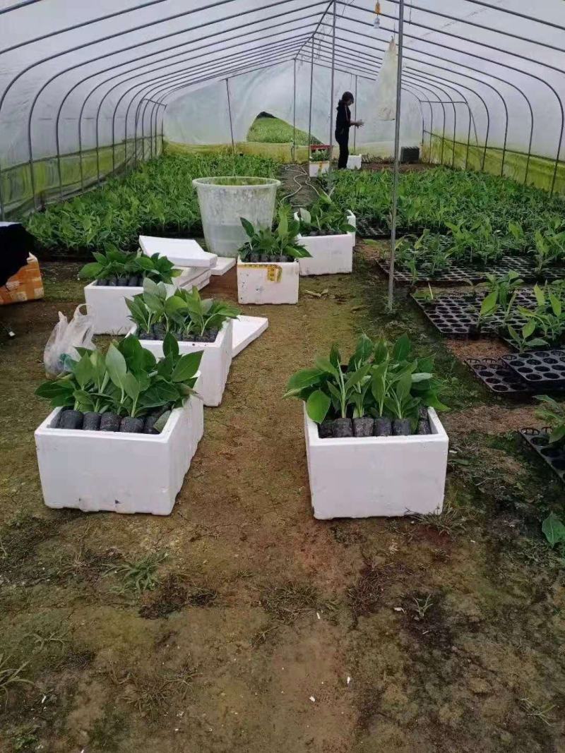 粉香蕉苗，抗病毒香蕉苗，苹果香蕉苗，巴西香蕉苗，粉蕉苗。