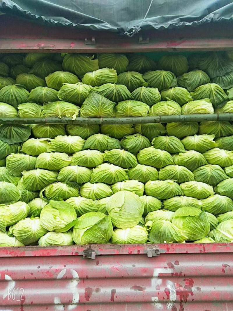 包菜三十亩。个大耐运。价格优惠