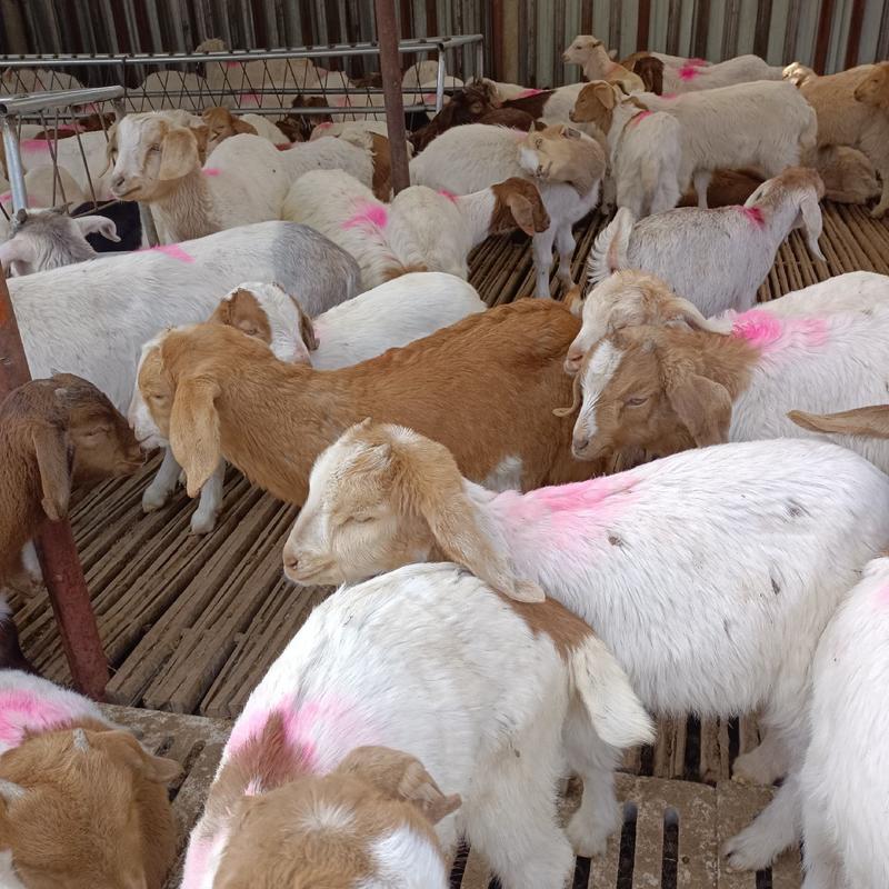 山羊羊苗白山羊波尔杂交羊羔价格全国送货