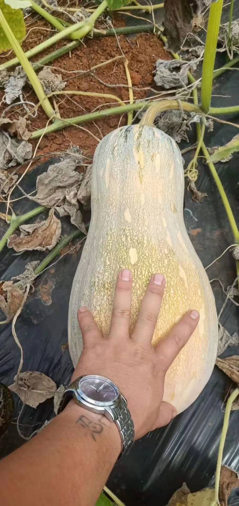 海南产地万亩露天种植密本南瓜正在大量上市中供应商超