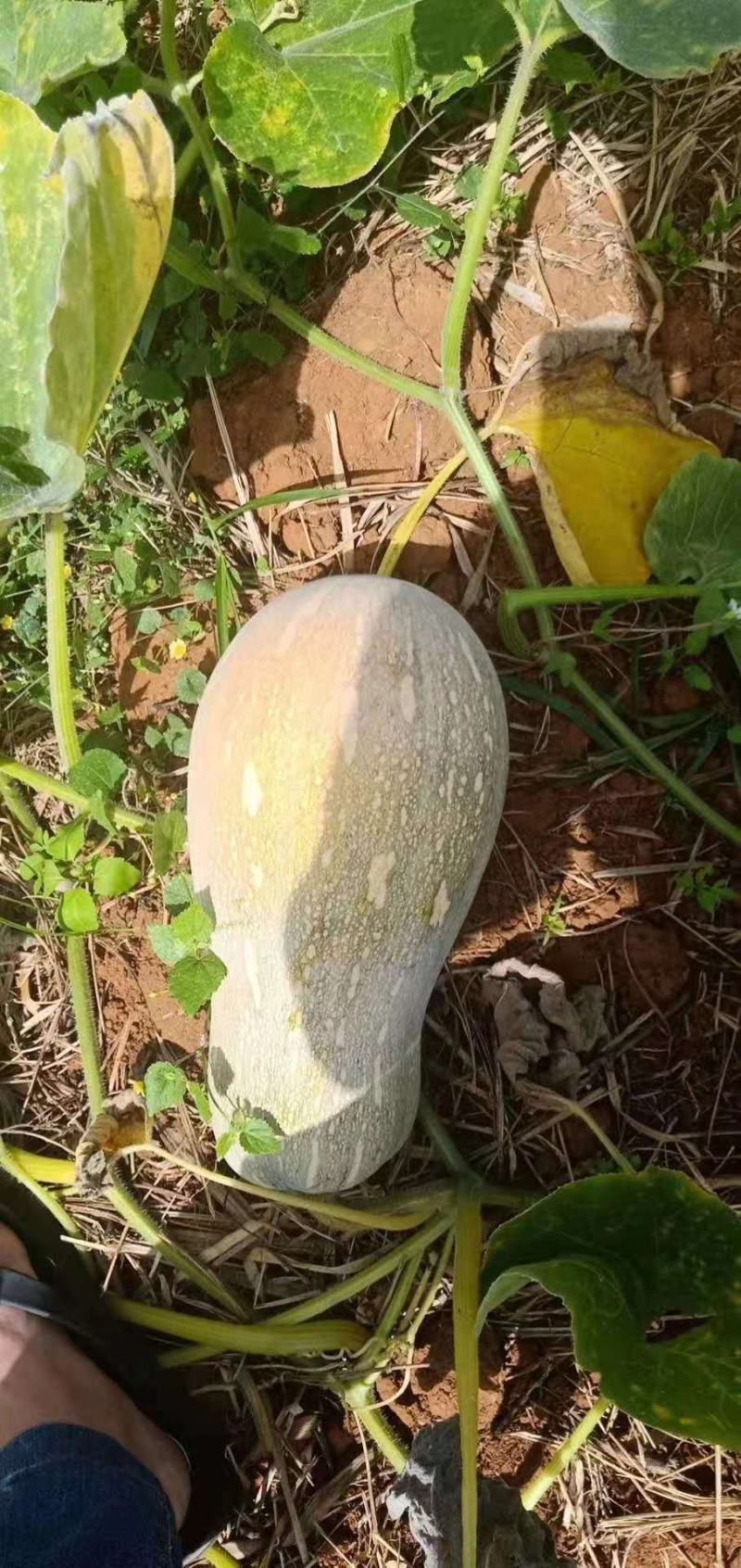 海南产地万亩露天种植密本南瓜正在大量上市中供应商超