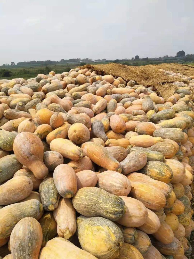 海南产地万亩露天种植密本南瓜正在大量上市中供应商超
