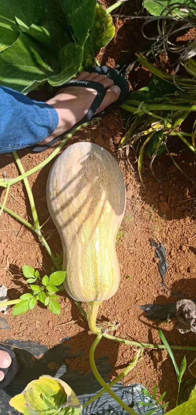 海南产地万亩露天种植密本南瓜正在大量上市中供应商超