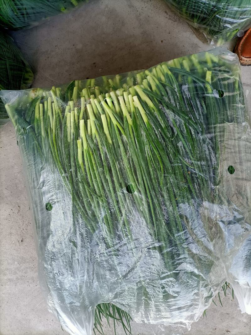 香葱，葱苗，不带头，只有叶