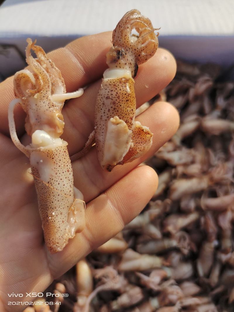 黄河口海兔墨斗（新鲜水煮货）美味佳肴（保证无沙）