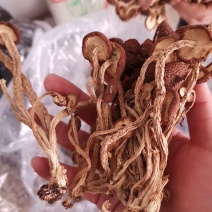 茶树菇不开伞根小头大无硫无杂质新货上市