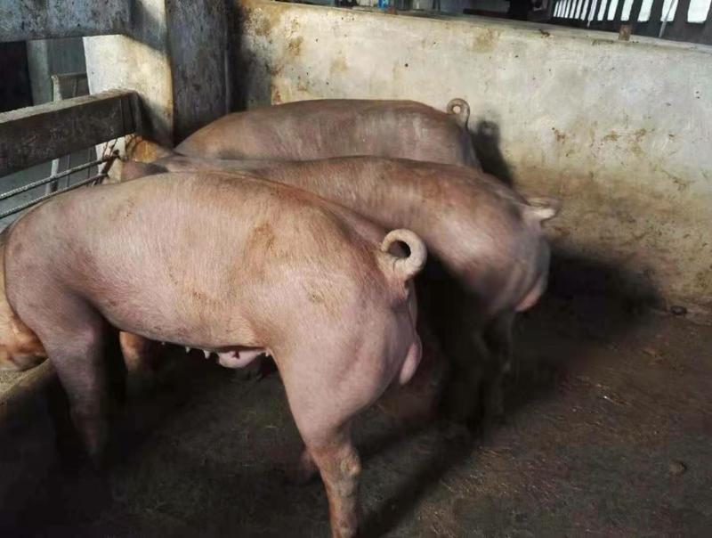 苏太母猪原种苏太母猪瘦肉率高耐粗饲料抗病力强