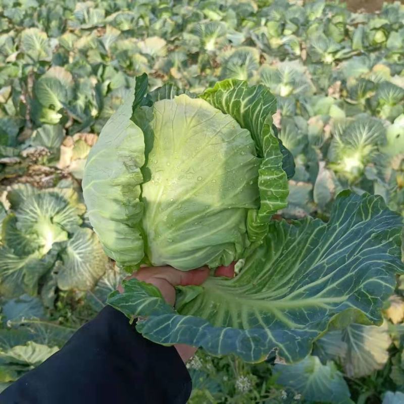 河南新野甘蓝包菜货量充足，个头匀实，质优价廉可视频看货
