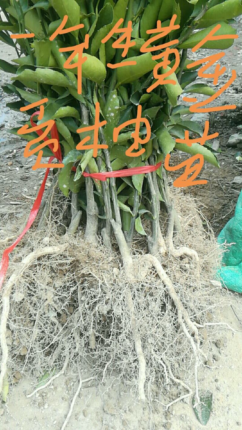 建国顺发果苗种植基地(是一家集水果销售及果苗的种植与销售