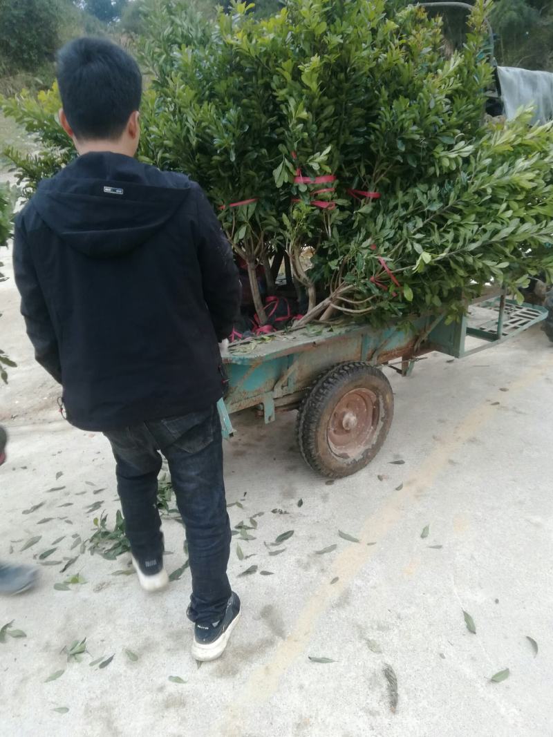 建国顺发果苗种植基地(是一家集水果销售及果苗的种植与销售