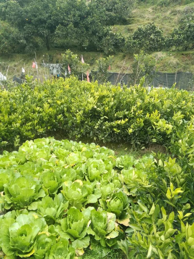 建国顺发果苗种植基地(是一家集水果销售及果苗的种植与销售