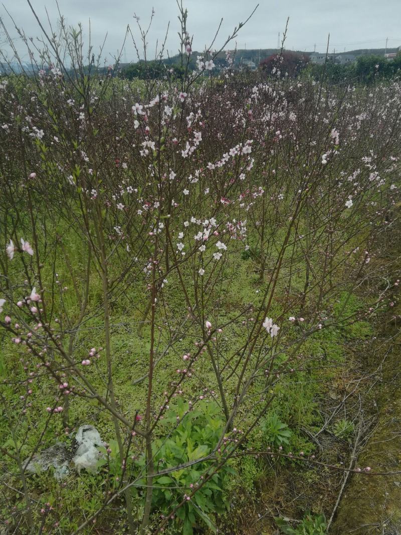 建国顺发果苗种植基地(是一家集水果销售及果苗的种植与销售