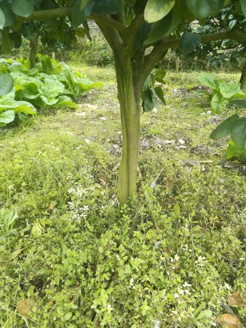 建国顺发果苗种植基地(是一家集水果销售及果苗的种植与销售