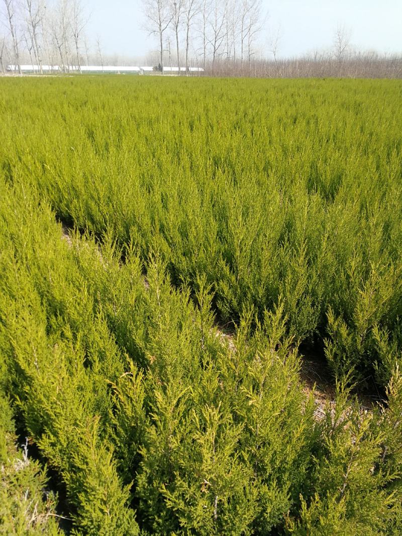 塔柏蜀桧现挖现发成活率高技术指导欢迎实地考察订购