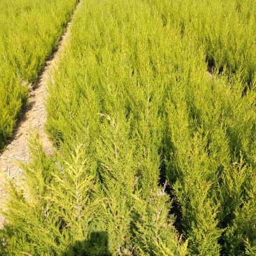 塔柏蜀桧现挖现发成活率高技术指导欢迎实地考察订购