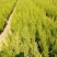塔柏蜀桧现挖现发成活率高技术指导欢迎实地考察订购